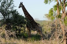 Giraffe (46 von 94).jpg